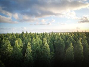 Forestry