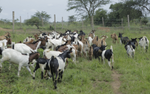 Goat Farms
