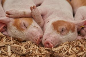 Piggery